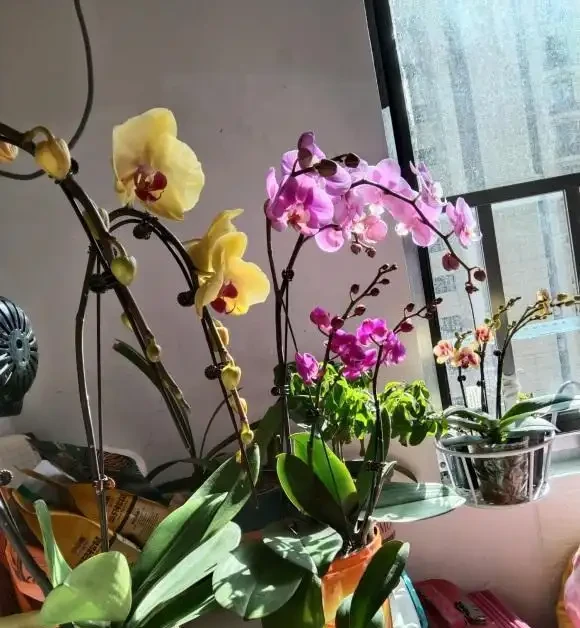 室內養蝴蝶蘭，哪種植料最好？顆粒最實用，根系長的粗壯！