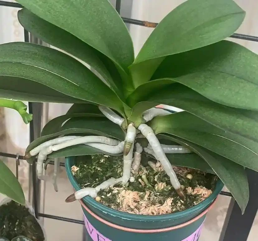 室內養蝴蝶蘭，哪種植料最好？顆粒最實用，根系長的粗壯！