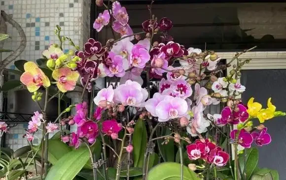 室內養蝴蝶蘭，哪種植料最好？顆粒最實用，根系長的粗壯！