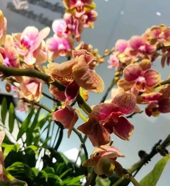 室內養蝴蝶蘭，哪種植料最好？顆粒最實用，根系長的粗壯！