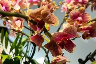 室內養蝴蝶蘭，哪種植料最好？顆粒最實用，根系長的粗壯！