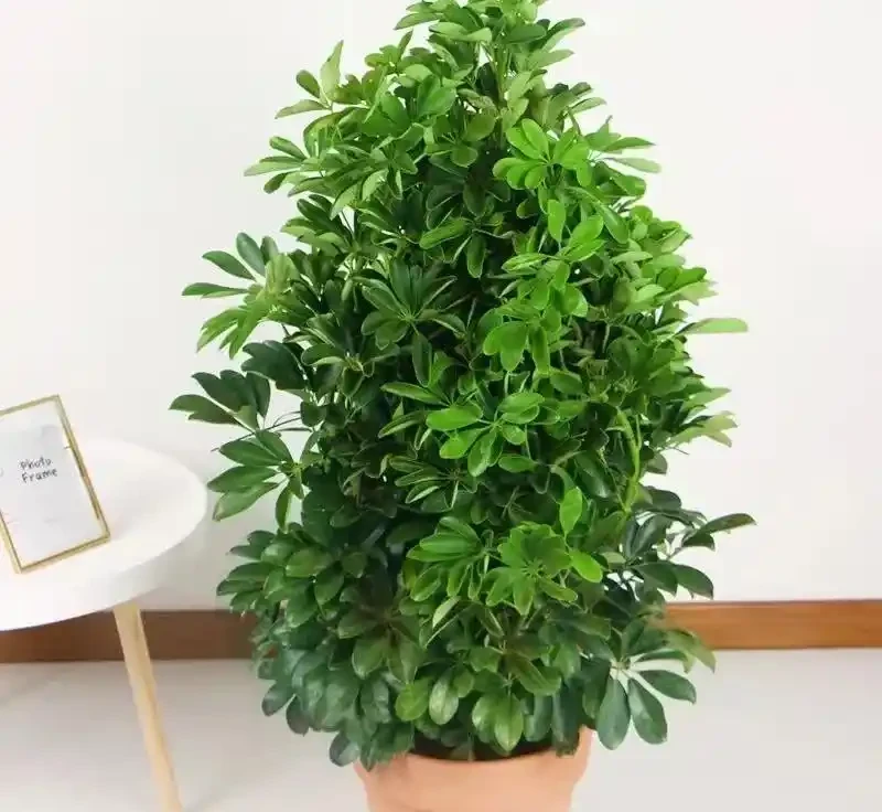 把鴨腳木養出「美感」，先要學會「剪」，然後才是養