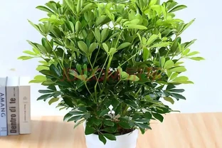 把鴨腳木養出「美感」，先要學會「剪」，然後才是養