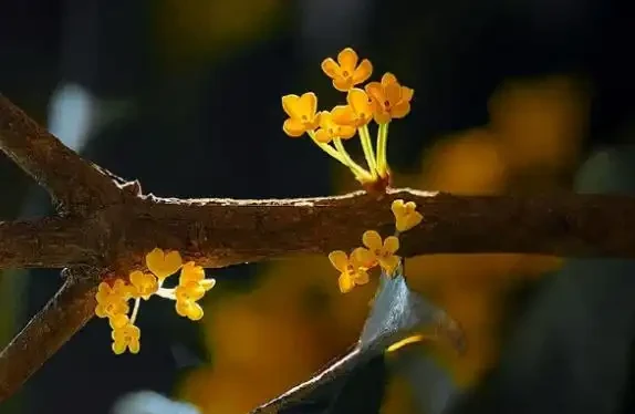 木樨花花語