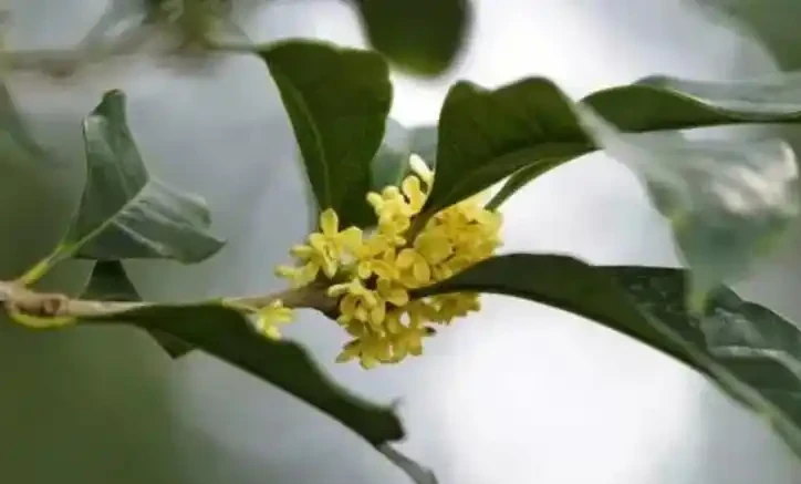 木樨花花語