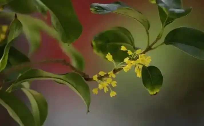 木樨花花語