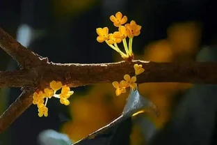 木樨花花語