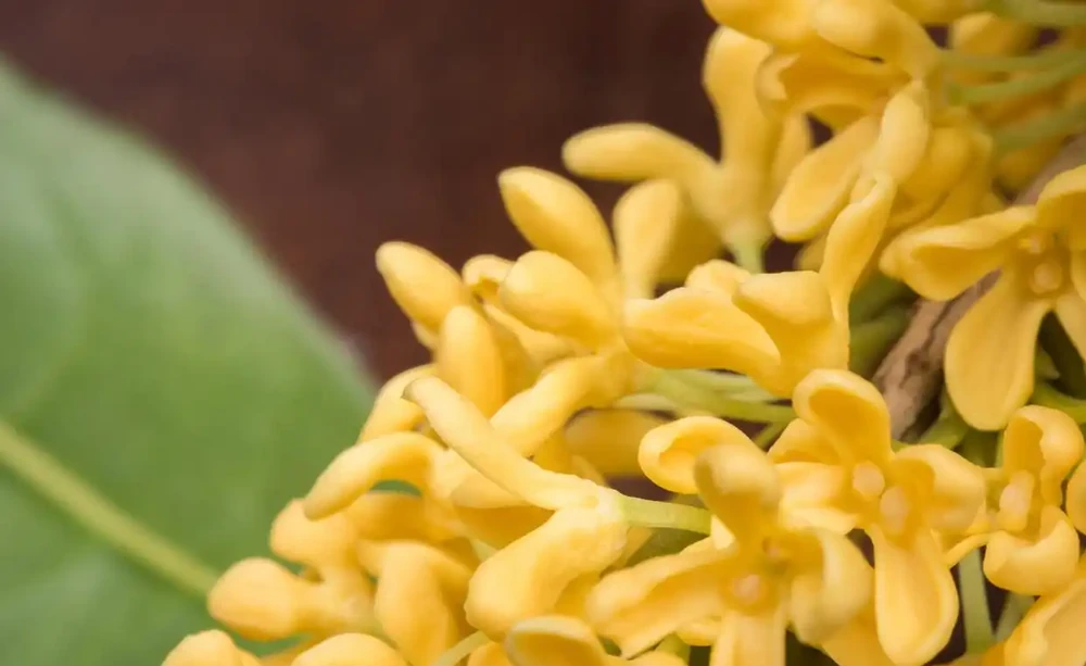 木犀花是木樨嗎？