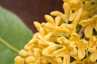 木犀花是木樨嗎？