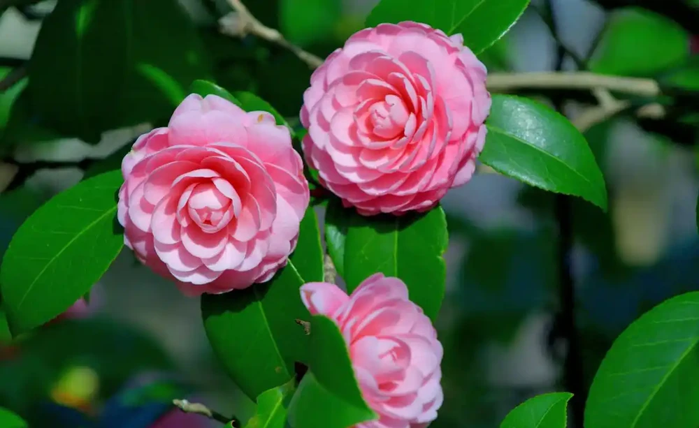 茶花花苞乾枯原因