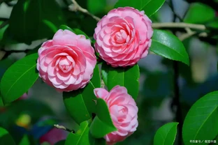茶花花苞乾枯原因