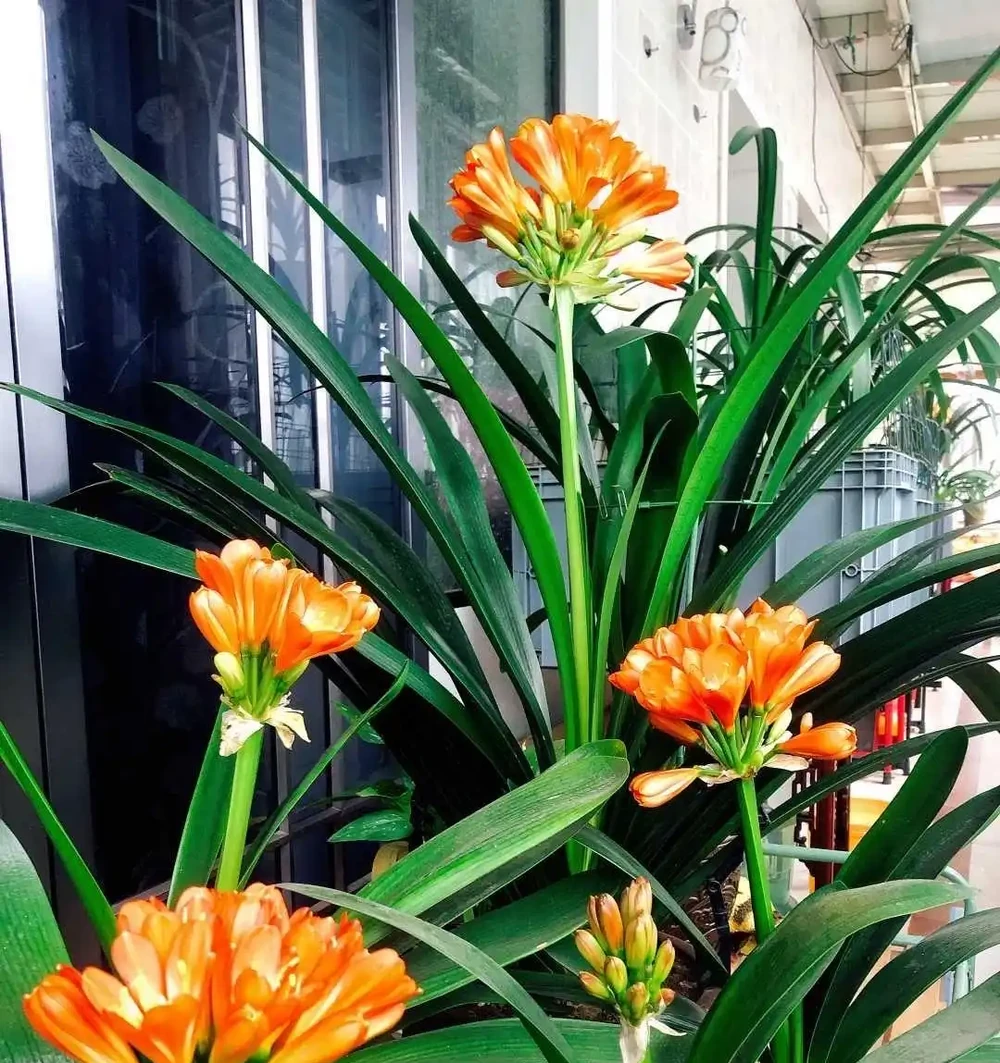 這3種不起眼的「東西」養花太讚了，葉濃綠髮亮，開花鮮豔花量大