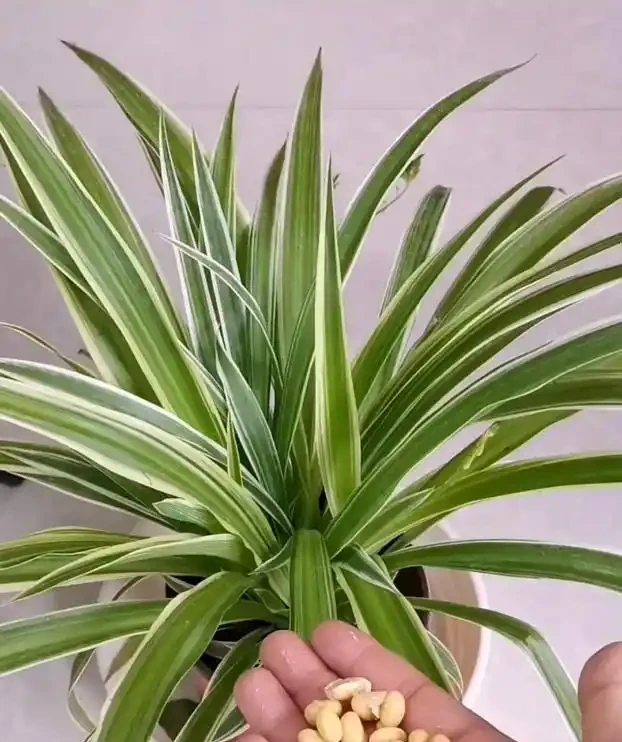 這3種不起眼的「東西」養花太讚了，葉濃綠髮亮，開花鮮豔花量大