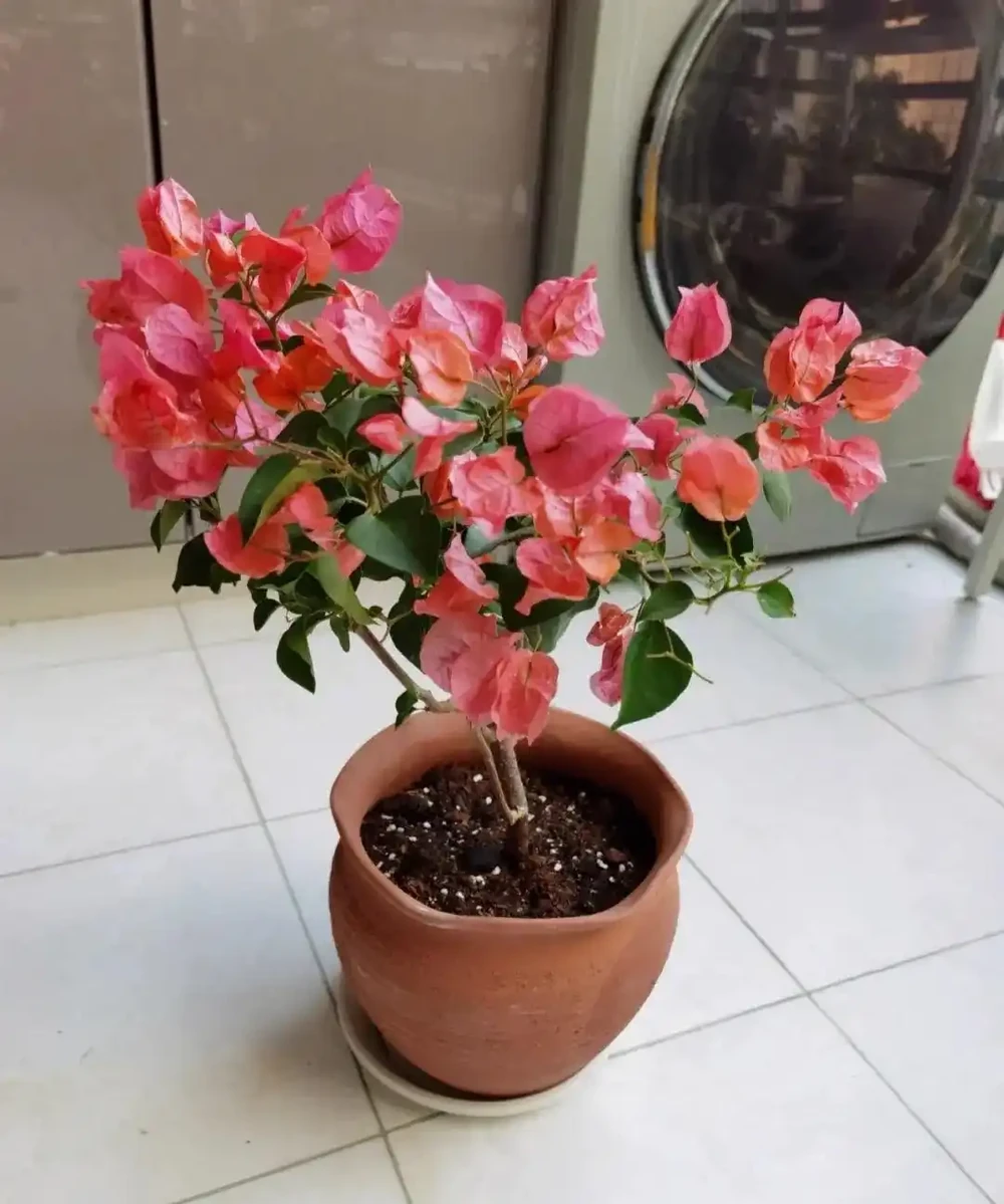 這3種不起眼的「東西」養花太讚了，葉濃綠髮亮，開花鮮豔花量大