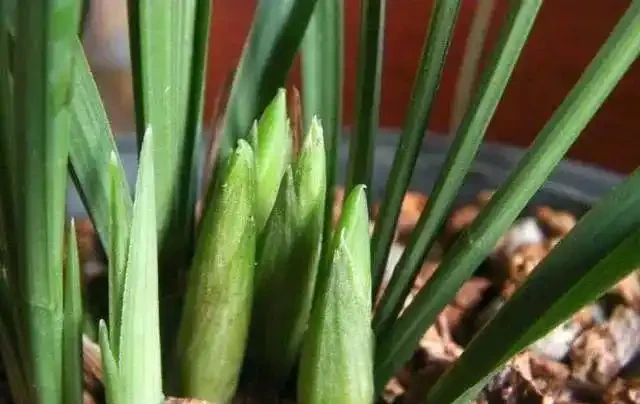 這3種不起眼的「東西」養花太讚了，葉濃綠髮亮，開花鮮豔花量大