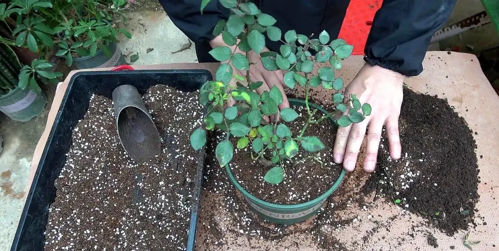 這3種不起眼的「東西」養花太讚了，葉濃綠髮亮，開花鮮豔花量大