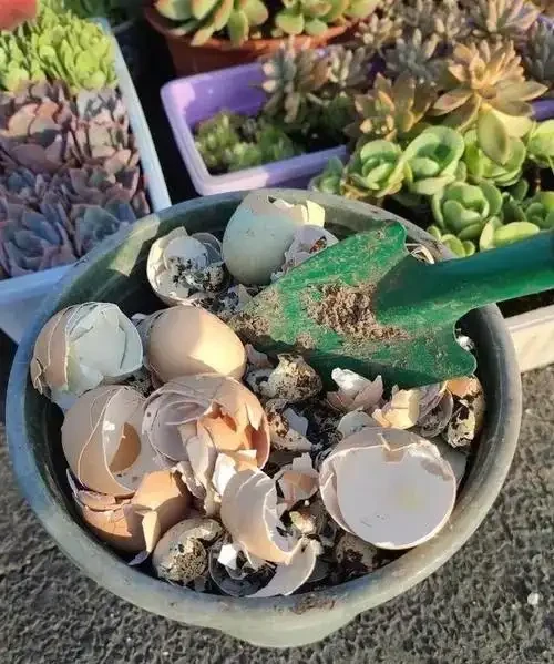 這3種不起眼的「東西」養花太讚了，葉濃綠髮亮，開花鮮豔花量大