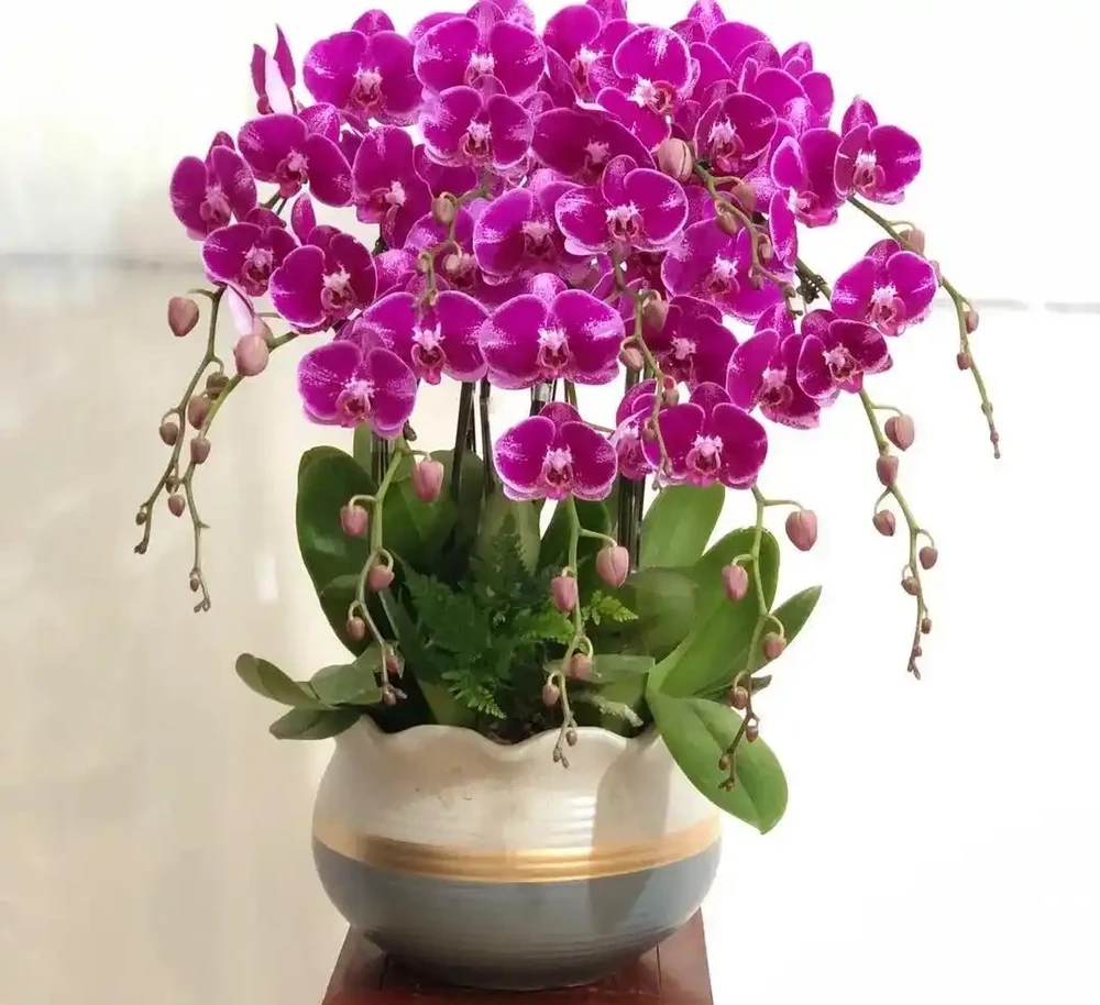 這3種不起眼的「東西」養花太讚了，葉濃綠髮亮，開花鮮豔花量大