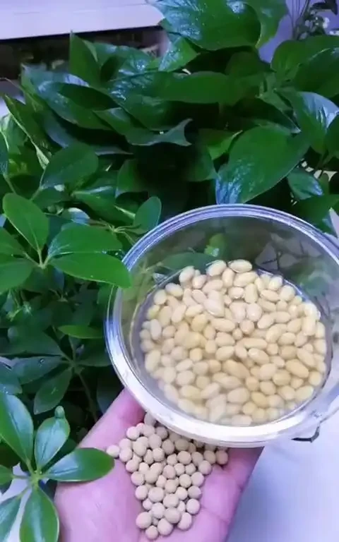 這3種不起眼的「東西」養花太讚了，葉濃綠髮亮，開花鮮豔花量大