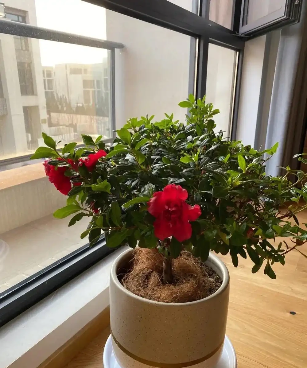 這3種不起眼的「東西」養花太讚了，葉濃綠髮亮，開花鮮豔花量大