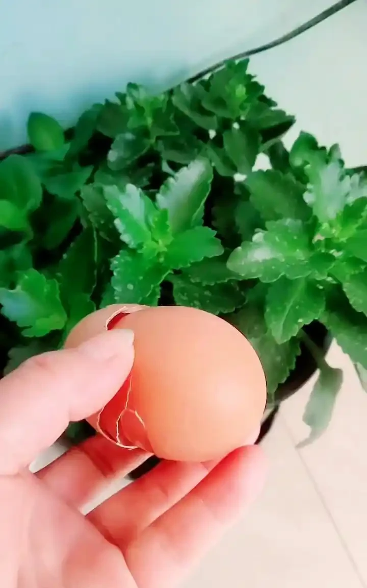 這3種不起眼的「東西」養花太讚了，葉濃綠髮亮，開花鮮豔花量大