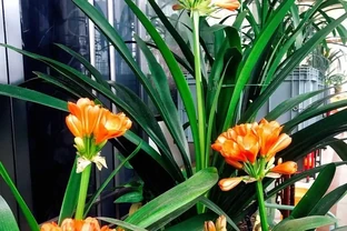 這3種不起眼的「東西」養花太讚了，葉濃綠髮亮，開花鮮豔花量大