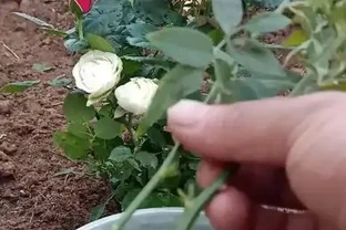 玫瑰可以插枝成活嗎