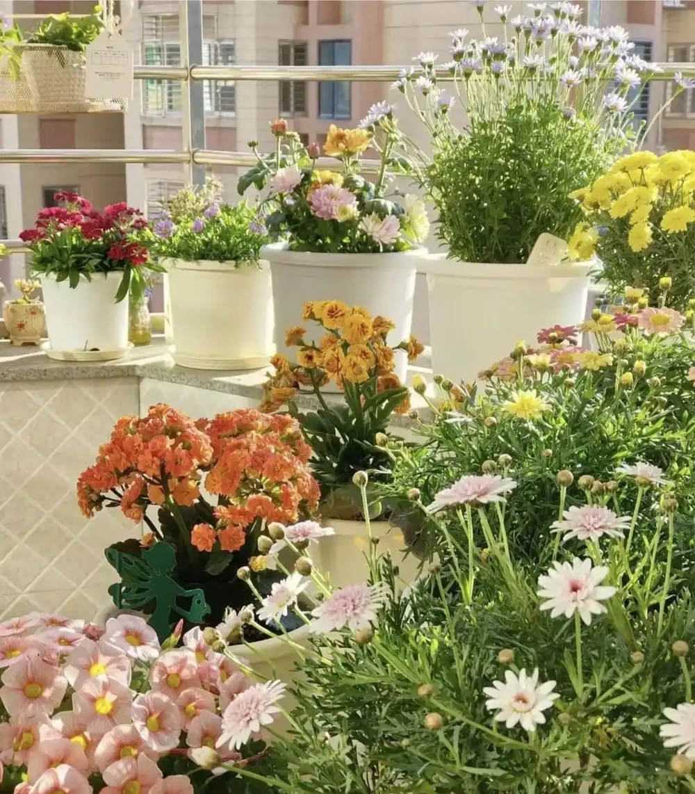 俗話說「5樹開花，好事到」，你家若有，開花就是「好兆頭」