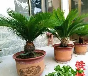 俗話說「5樹開花，好事到」，你家若有，開花就是「好兆頭」