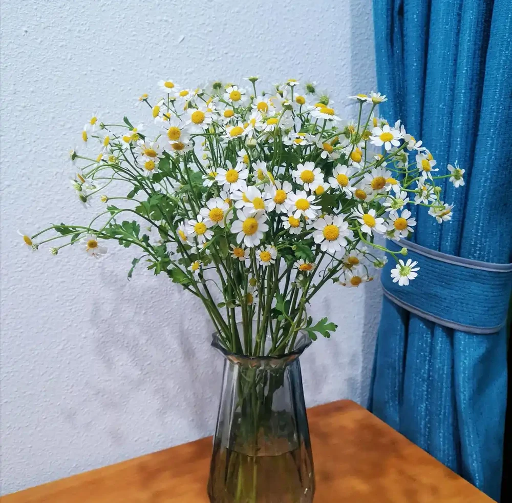 開花期超長的瓶插鮮花