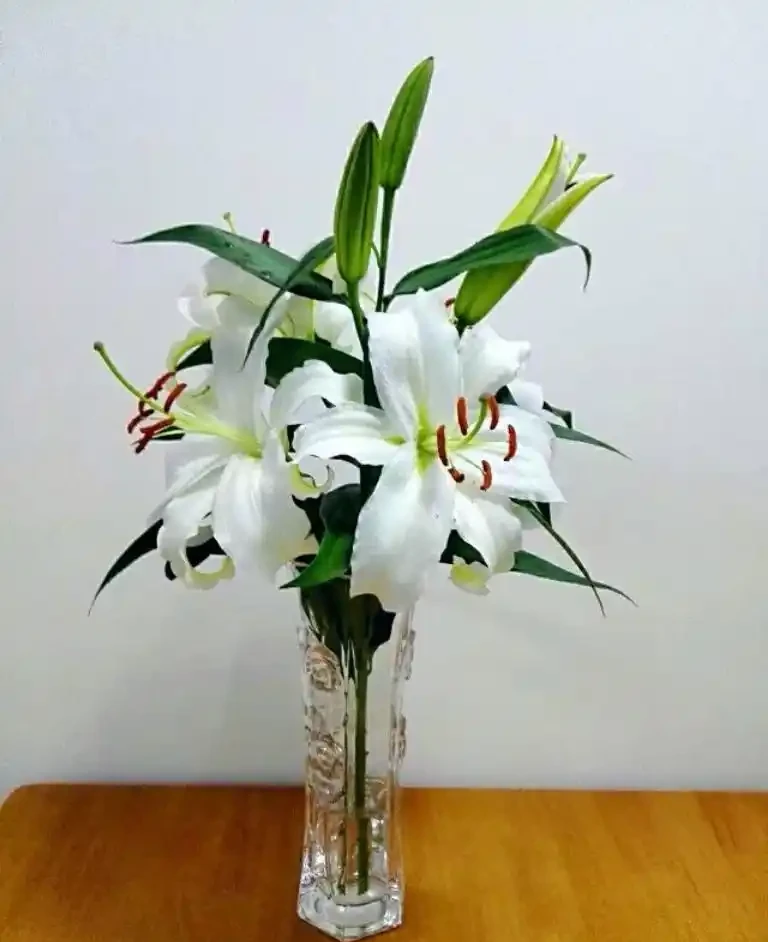 開花期超長的瓶插鮮花