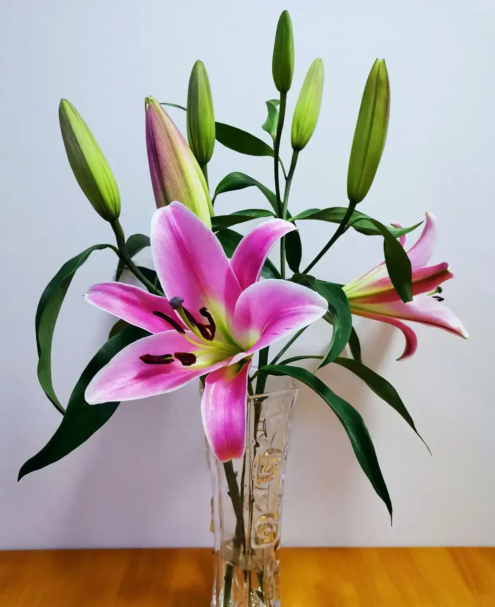 開花期超長的瓶插鮮花