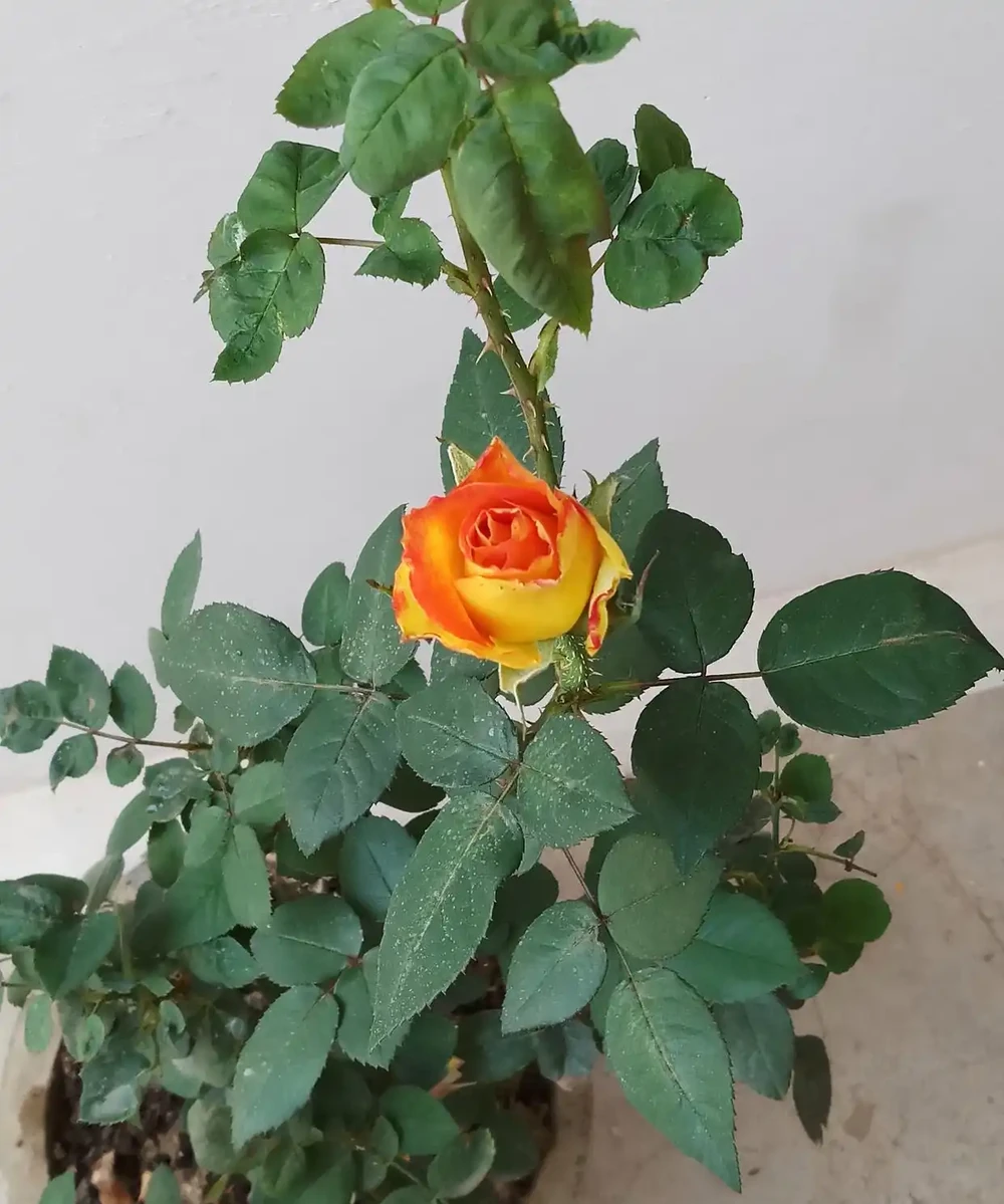 玫瑰怎麼養?盆栽玫瑰花的養殖方法和注意事項