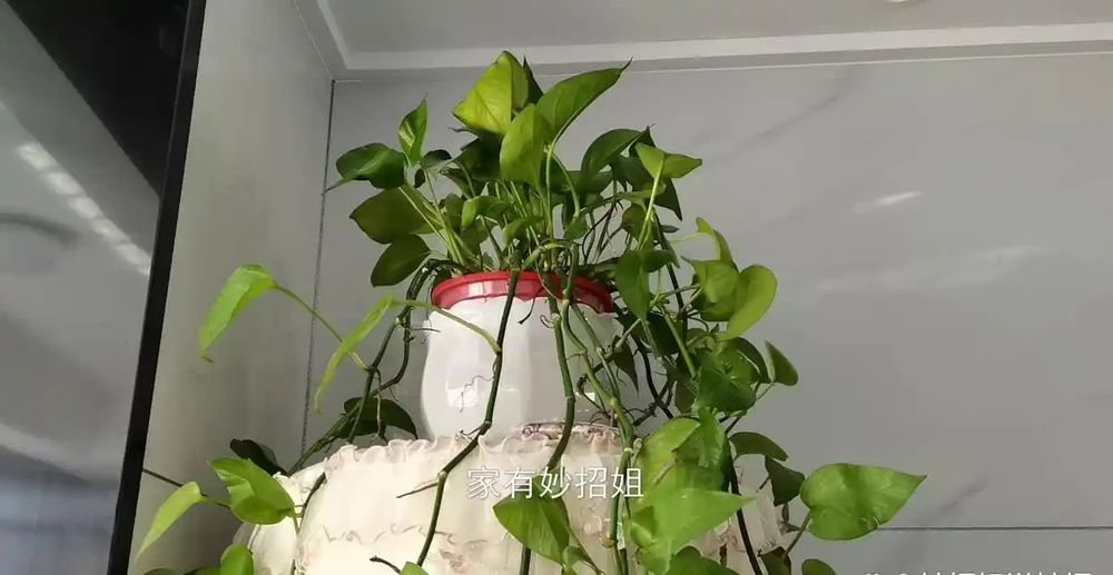 家裡擺放黃金葛,這4個位置最好要避開!放錯了挪走