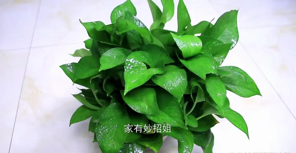 家裡擺放黃金葛，這4個位置最好要避開！放錯了挪走