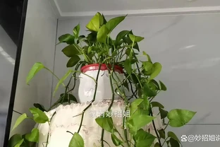 家裡擺放黃金葛，這4個位置最好要避開！放錯了挪走