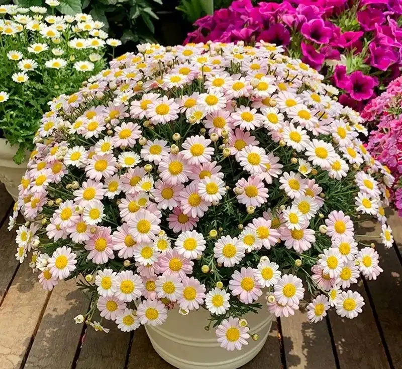 春天養花「就養它」,開花多又漂亮,簡直是開花機器,一盆上千朵