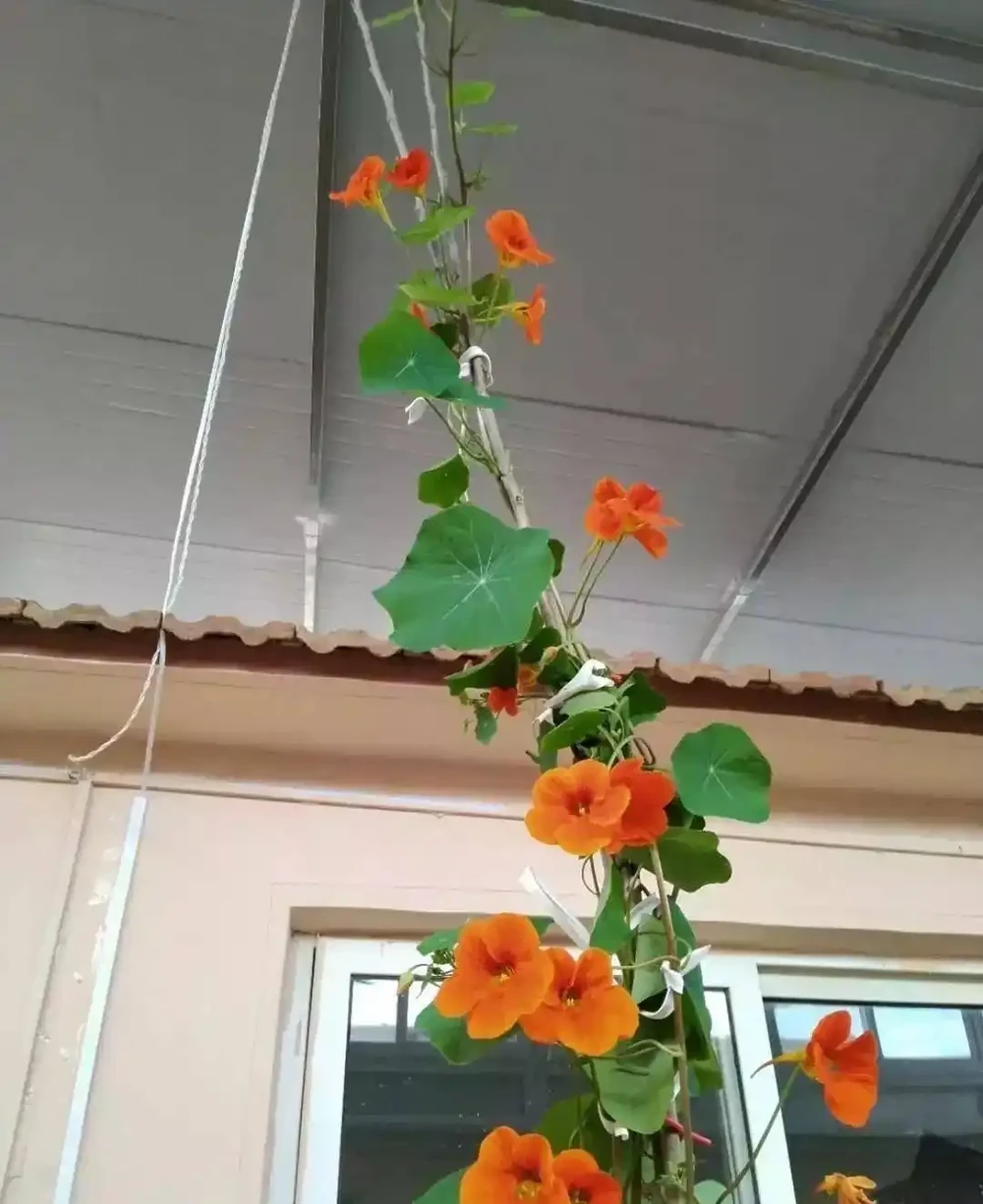 春天養花「就養它」,開花多又漂亮,簡直是開花機器,一盆上千朵