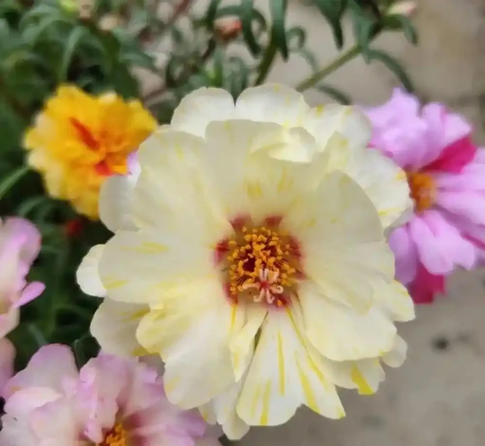 春天養花「就養它」,開花多又漂亮,簡直是開花機器,一盆上千朵