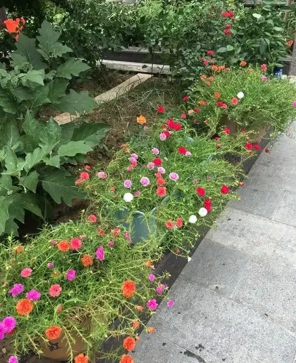 春天養花「就養它」,開花多又漂亮,簡直是開花機器,一盆上千朵