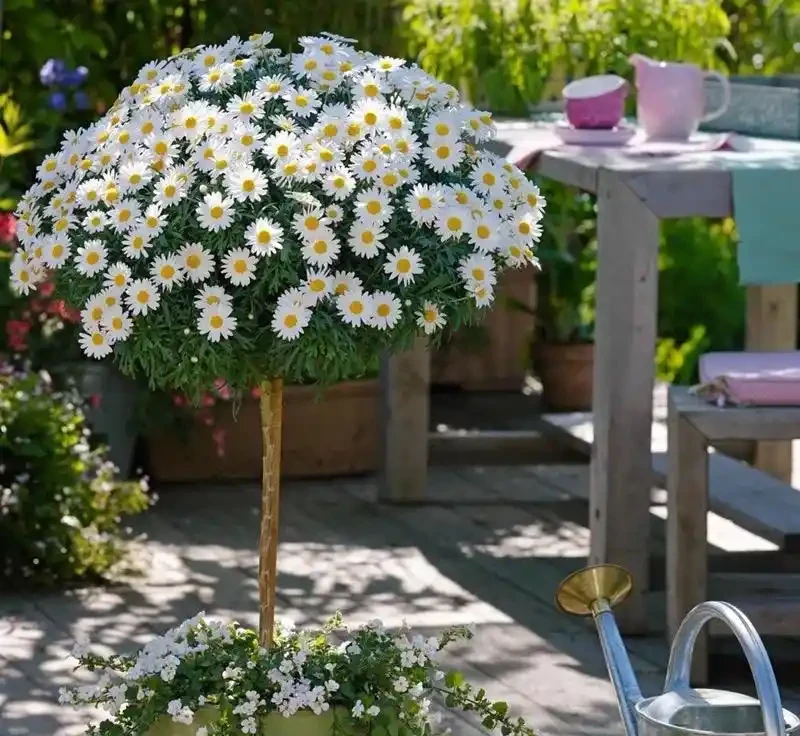 春天養花「就養它」,開花多又漂亮,簡直是開花機器,一盆上千朵