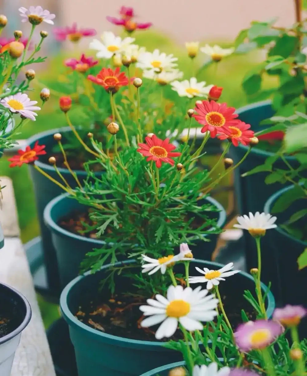 春天養花「就養它」,開花多又漂亮,簡直是開花機器,一盆上千朵