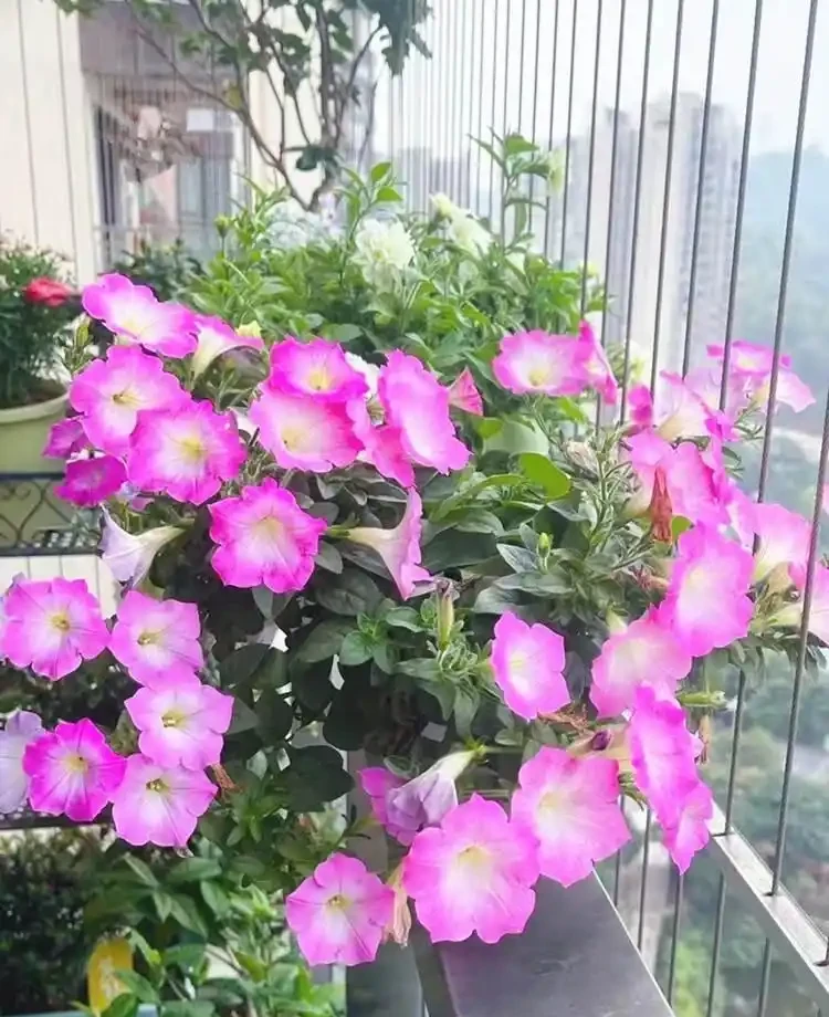 春天養花「就養它」,開花多又漂亮,簡直是開花機器,一盆上千朵