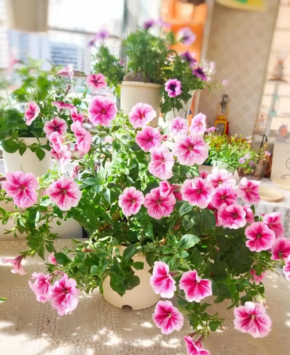 春天養花「就養它」,開花多又漂亮,簡直是開花機器,一盆上千朵