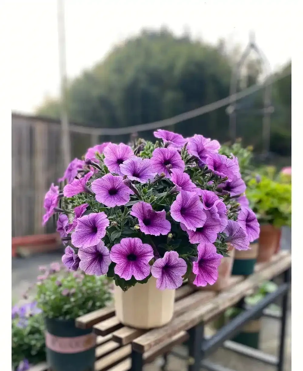春天養花「就養它」,開花多又漂亮,簡直是開花機器,一盆上千朵