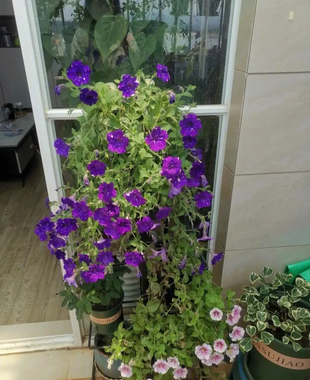 春天養花「就養它」,開花多又漂亮,簡直是開花機器,一盆上千朵
