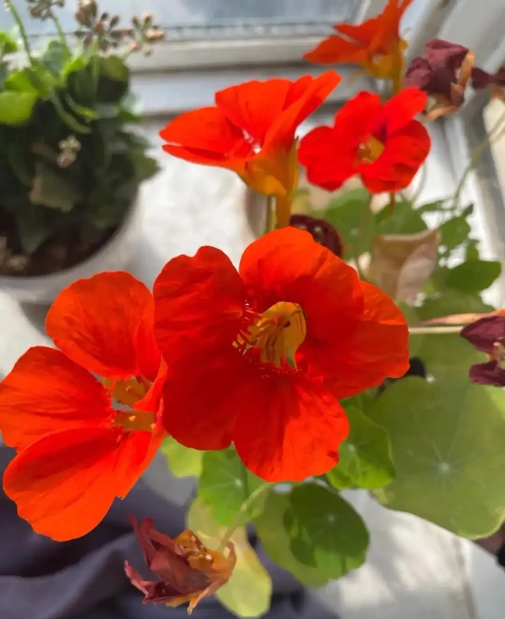 春天養花「就養它」,開花多又漂亮,簡直是開花機器,一盆上千朵