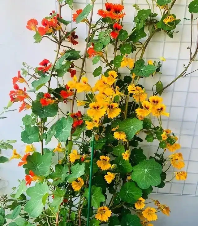春天養花「就養它」,開花多又漂亮,簡直是開花機器,一盆上千朵