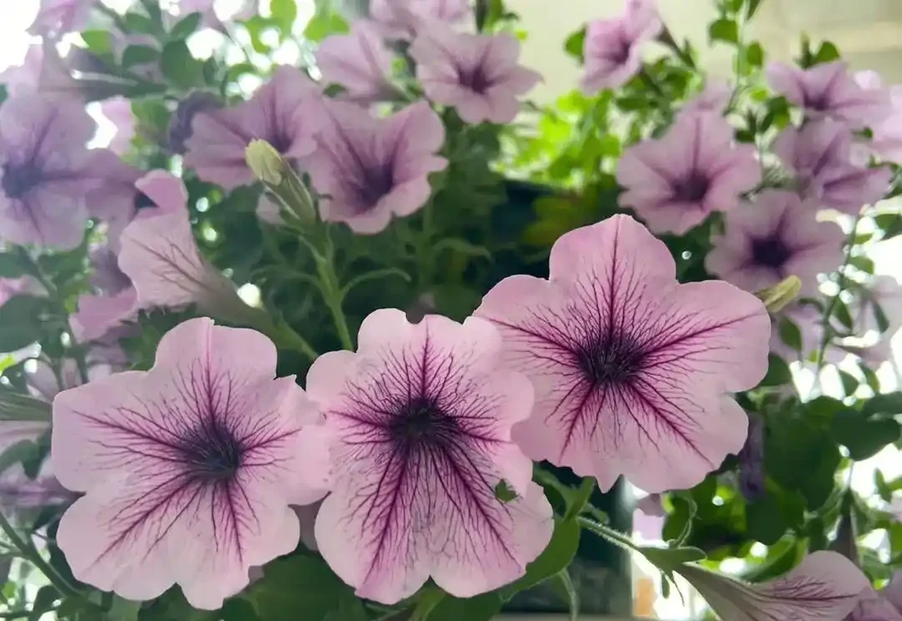 春天養花「就養它」,開花多又漂亮,簡直是開花機器,一盆上千朵