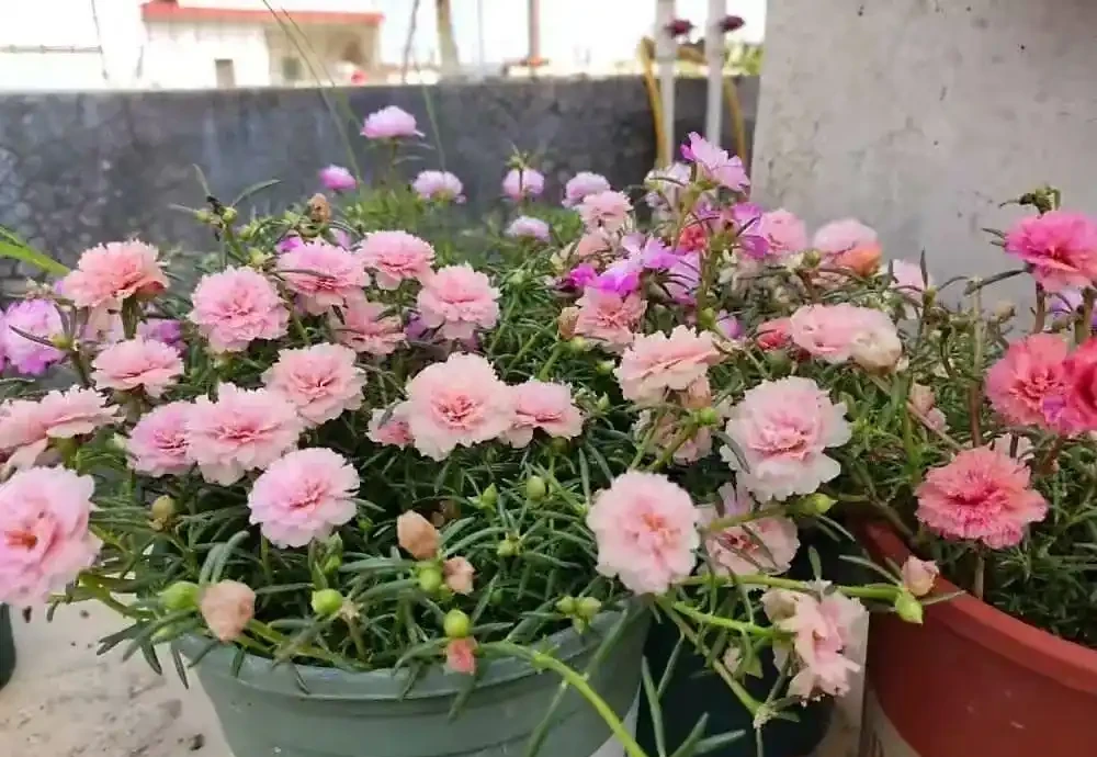 春天養花「就養它」,開花多又漂亮,簡直是開花機器,一盆上千朵